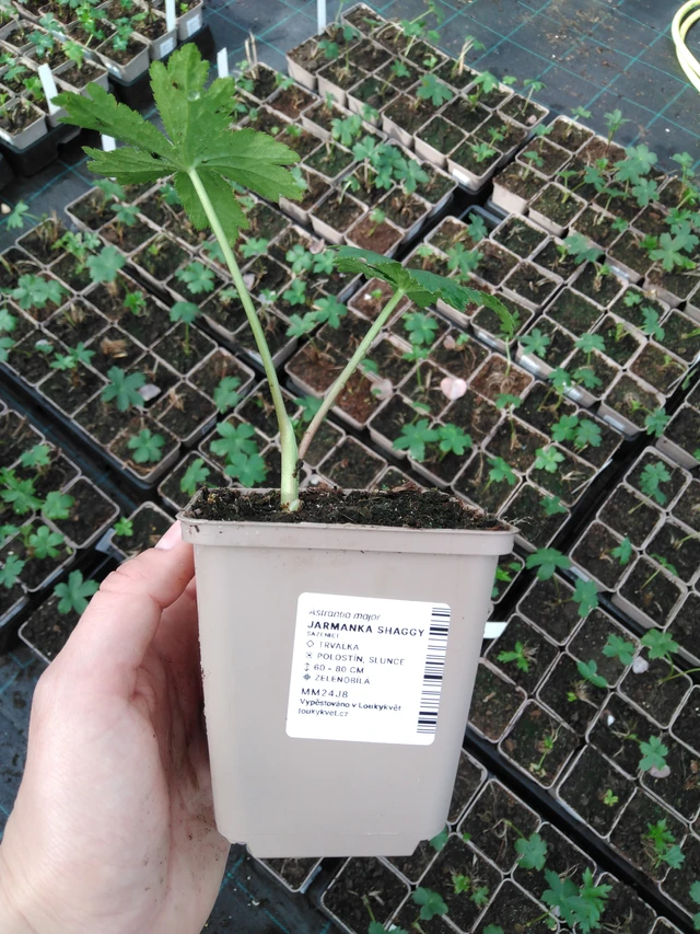 Masterwort Shaggy - 2024