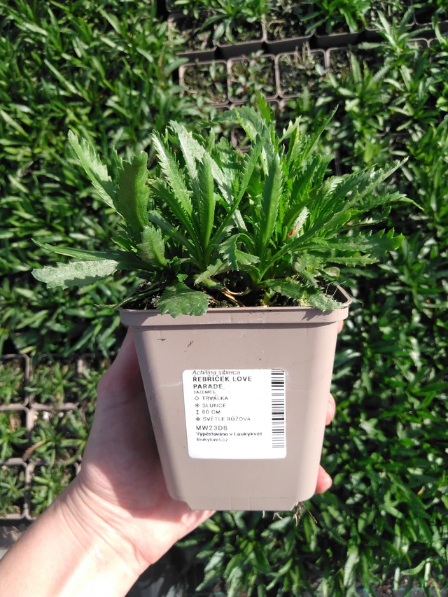 Milenrama Love Parade - 2024