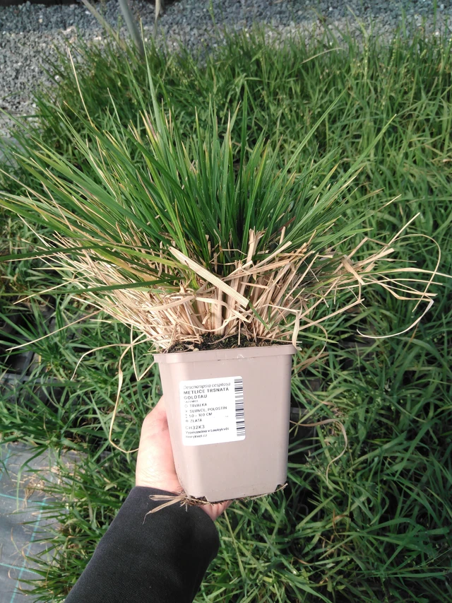 Metsälauha Goldtau - 13. 5. 2025