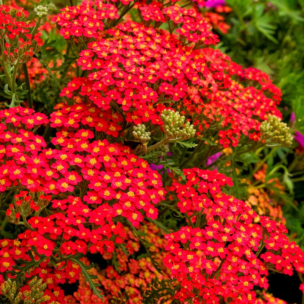 Kärsämö Paprika, Loukykvět