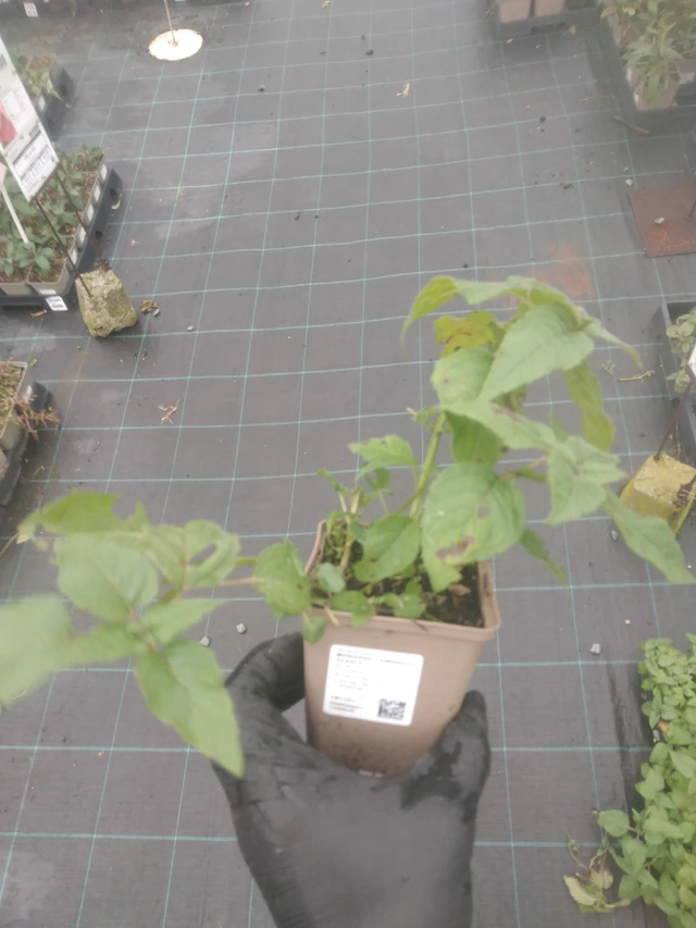 Monarda Cambridge Scarlet - 23. 10. 2025