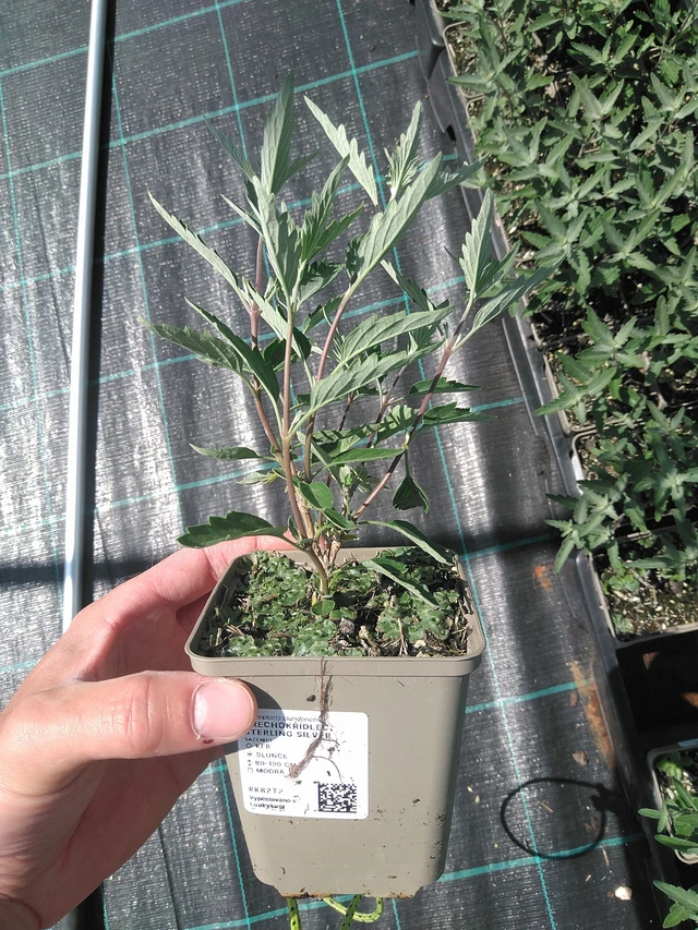 Perovskia Sterling Silver - 24. 6. 2025