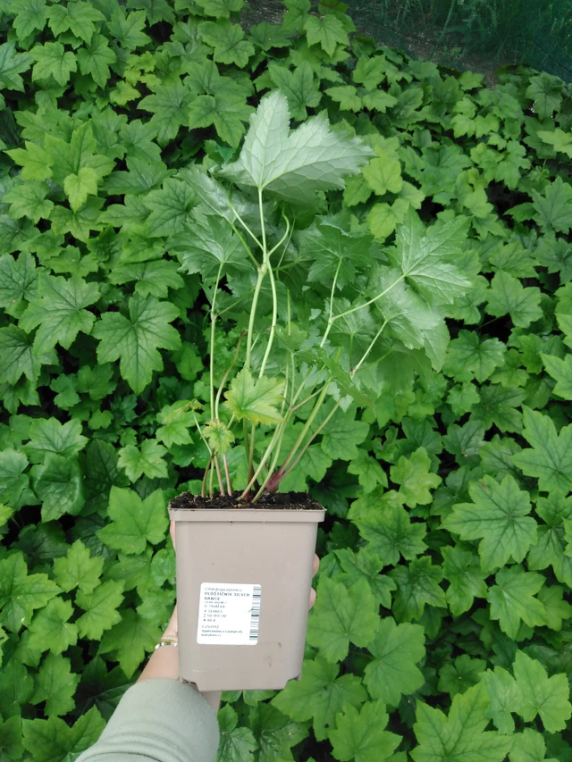 Ploštičník Silver Dance - 2024