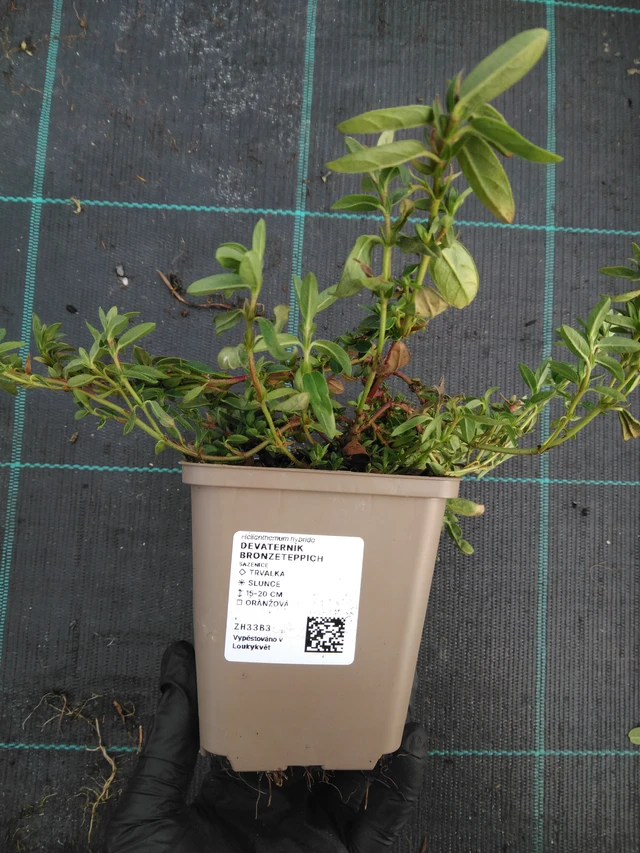 Sončece Bronzeteppich - 1. 4. 2026