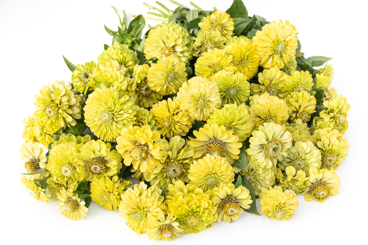 Cínie Queen Lime, Loukykvět