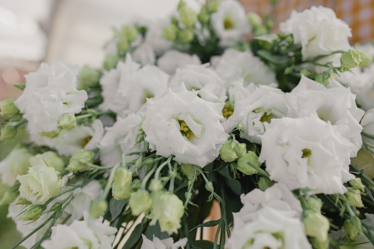 Eustoma Celeb 2 White, Loukykvět