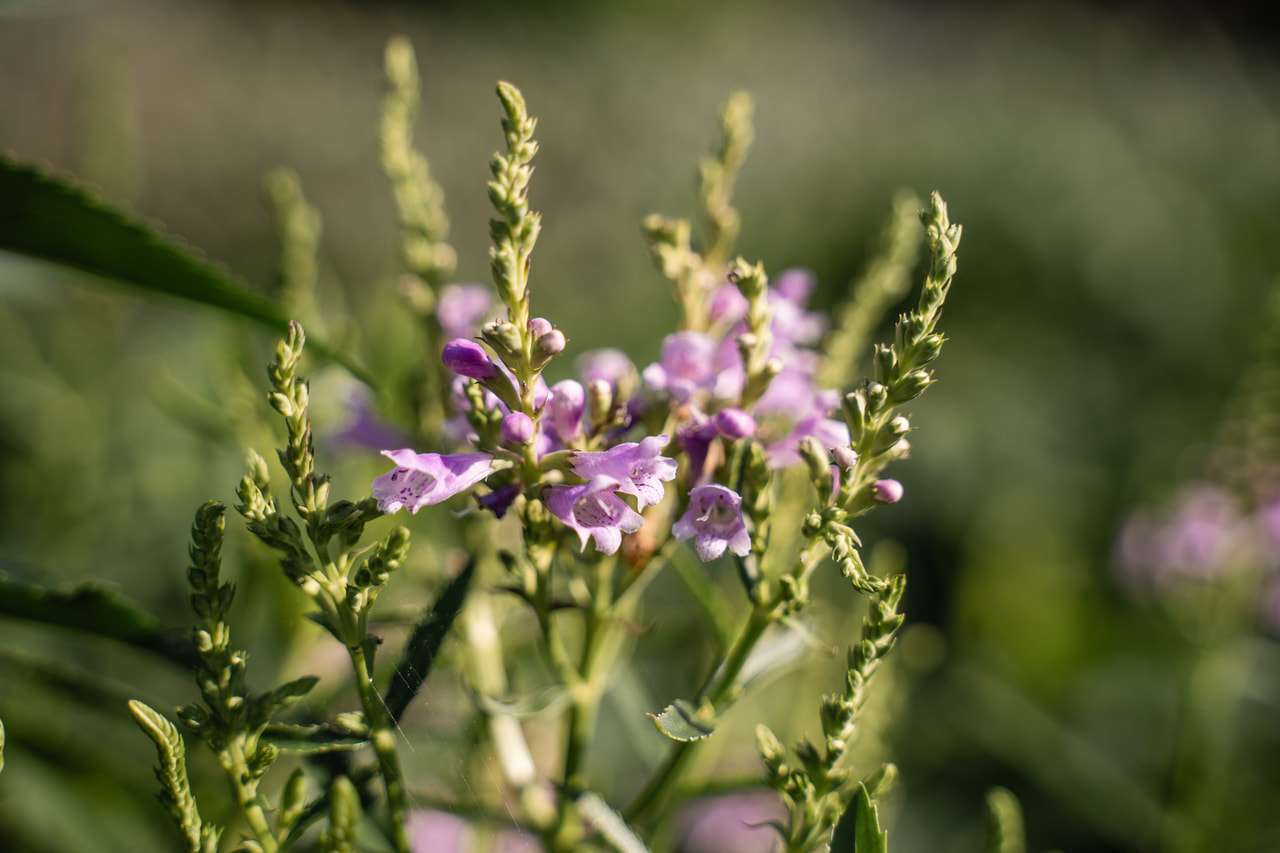 Scharnierbloem Rosea, Loukykvět