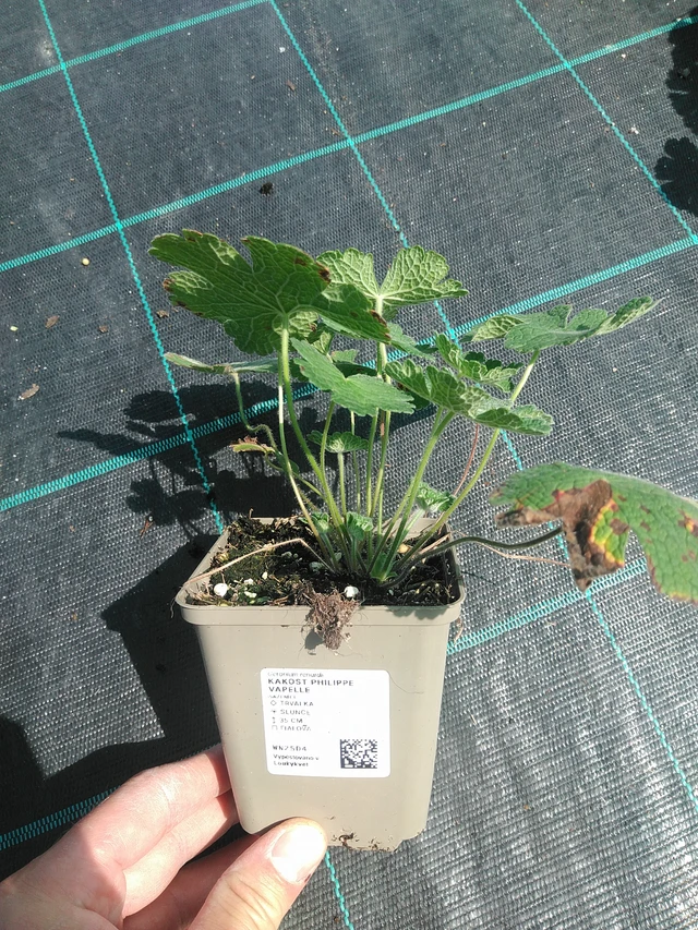 Kakost Philippe Vapelle - 24. 6. 2025