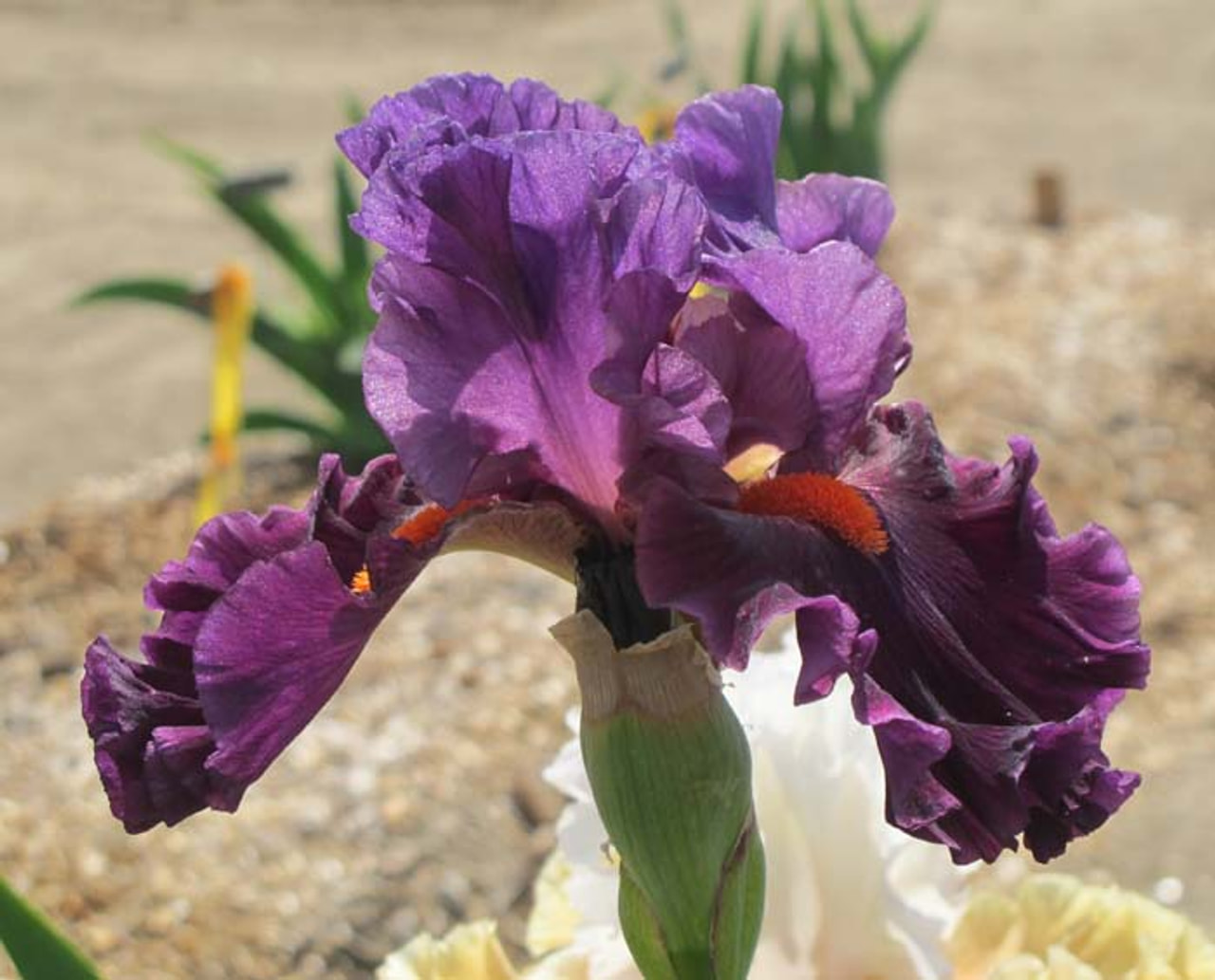 Kosatec Sharp Dressed Man, Loukykvět