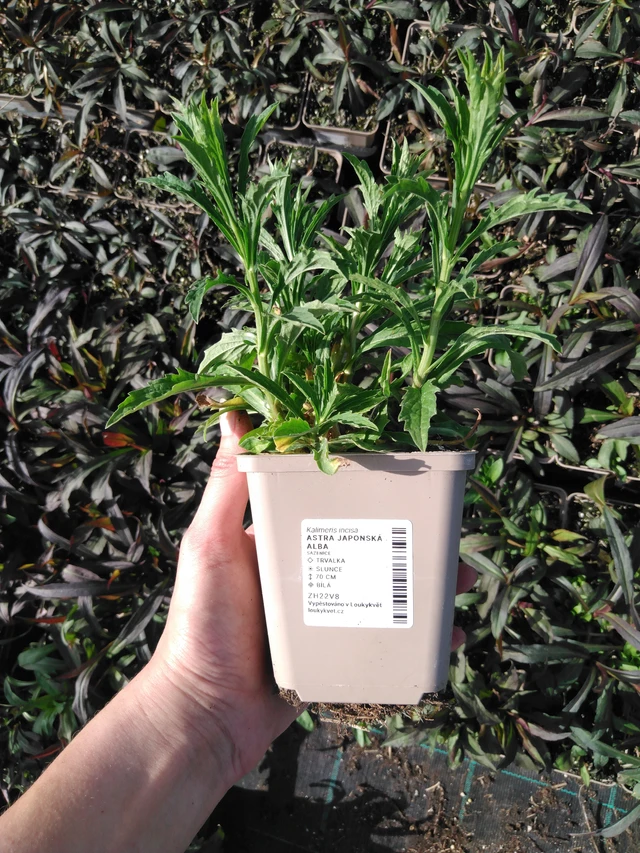 Aster japonés Alba - 2024