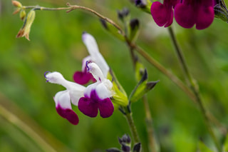 Šalvěj Amethyst Lips, Loukykvět