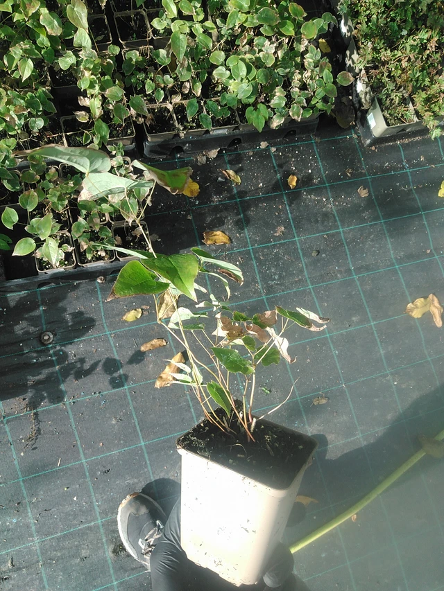 Epimedium Pretty in Pink - 13. 10. 2025