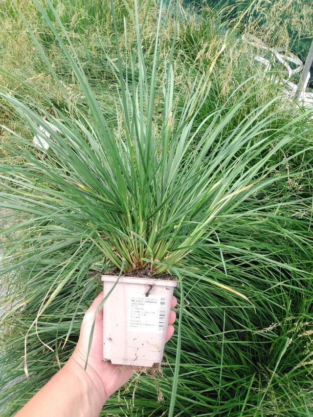 Metsälauha Goldtau - 2024