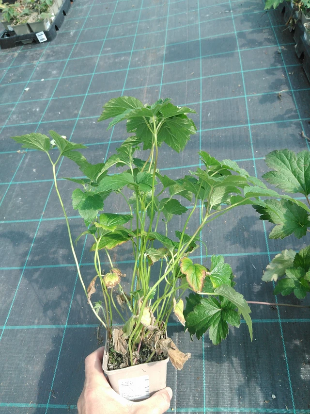 Sasanka japonská Serenade - 24. 6. 2025