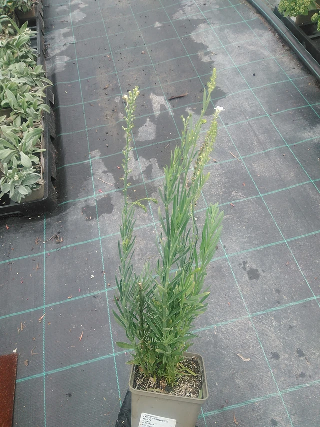 Toadflax Springside White - 10. 9. 2025