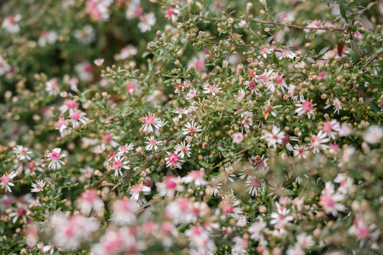 Őszirózsa Lady in Black, Loukykvět