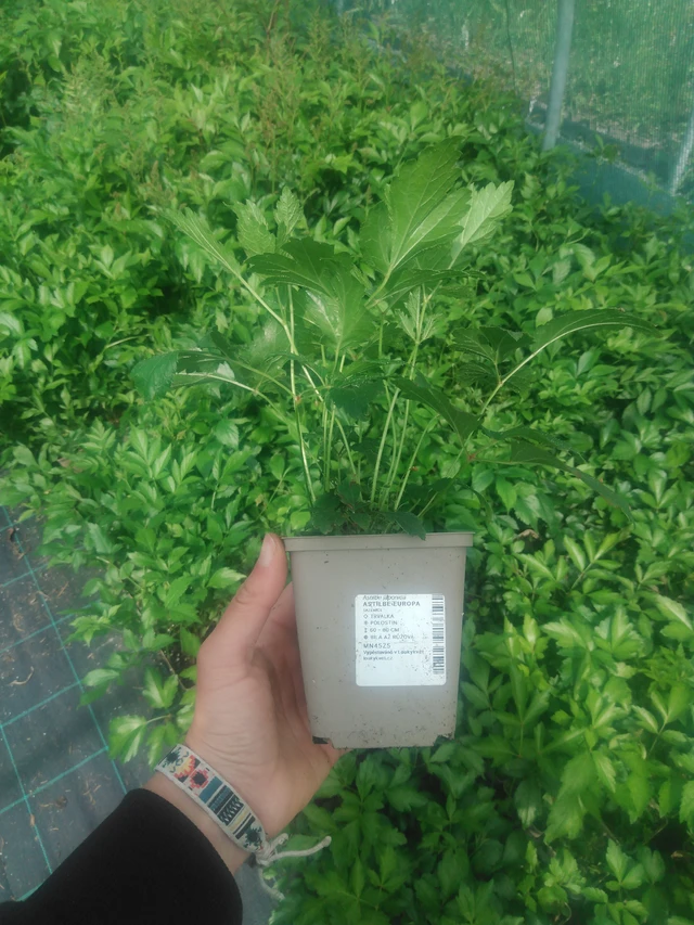 Astilbe Europa - 2024