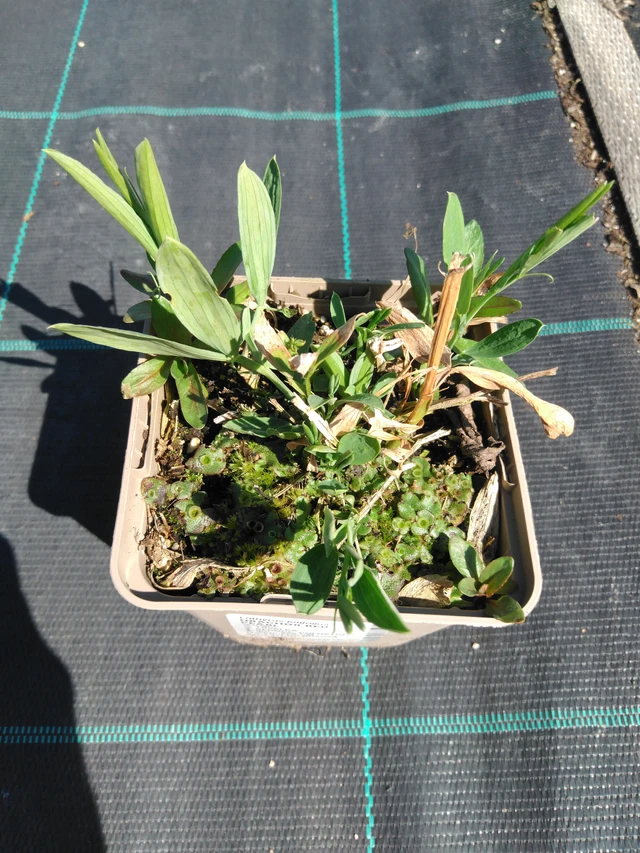 Hajuherne Red Pearl - 3. 4. 2025