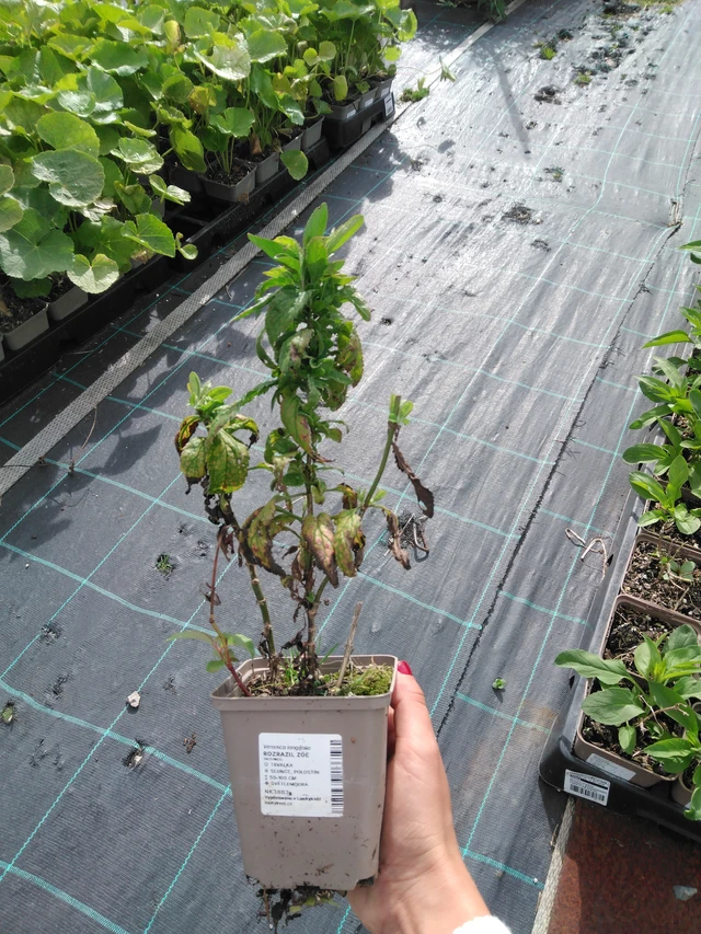 Verónica Zöe - 11. 9. 2025