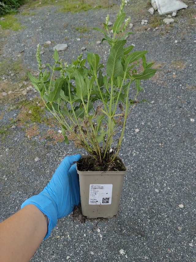 Salvia Adrian - 10. 9. 2025