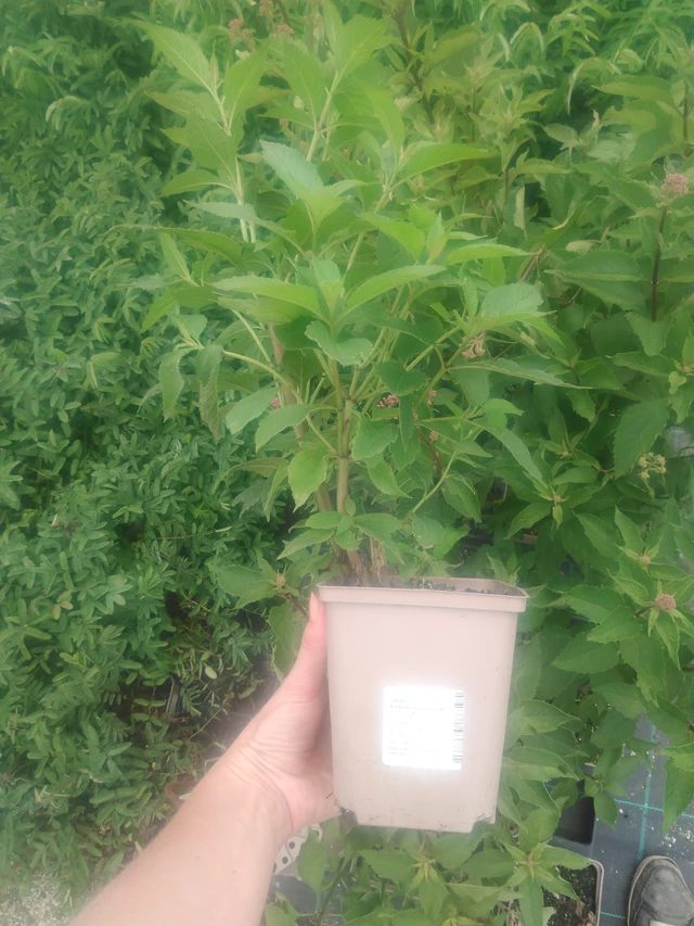 Maitohorsma Atropurpureum - 2024