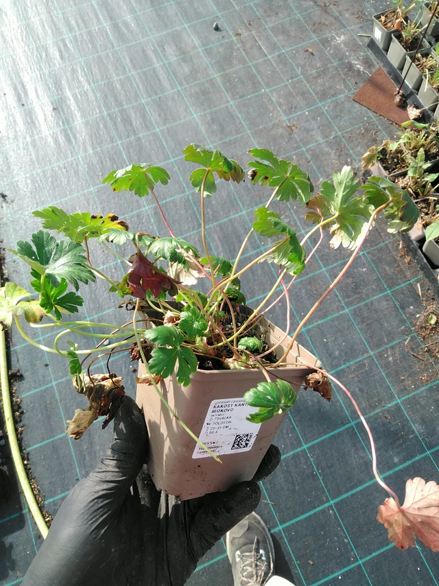 Kurjenpolvi Biokovo - 31. 10. 2025