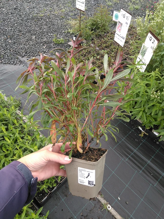 Prachtkerze Siskiyou Pink - 11. 7. 2025