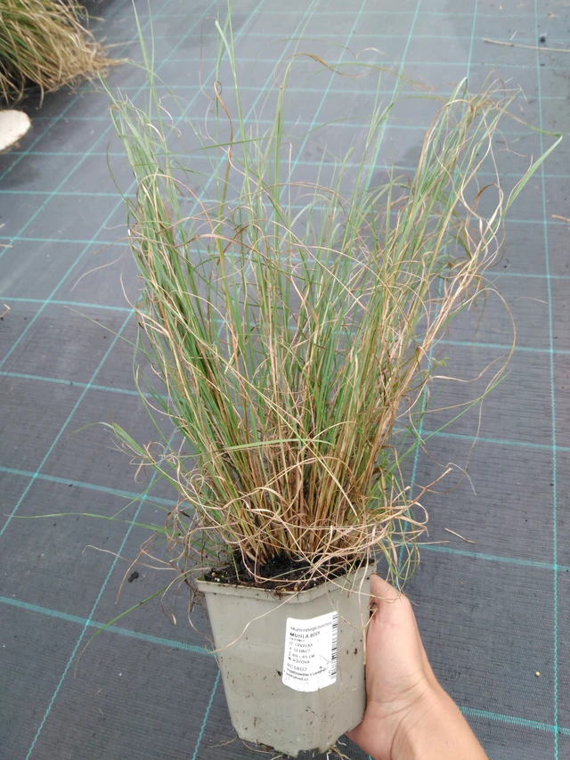 Muhla Rosy - 10. 9. 2025