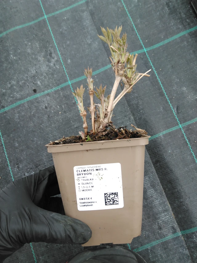 Clematis Mrs R. Brydon - 1. 4. 2026