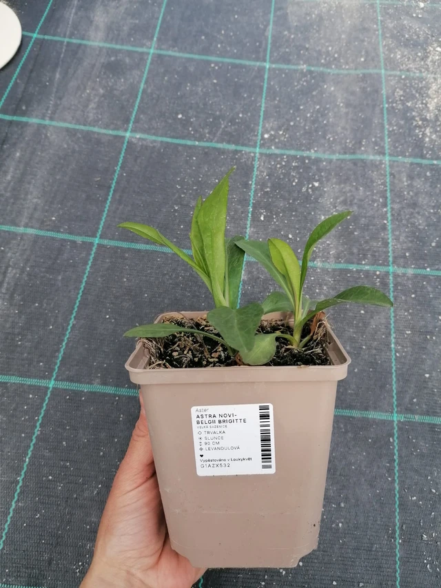 Astra novi-belgii Brigitte - 2024