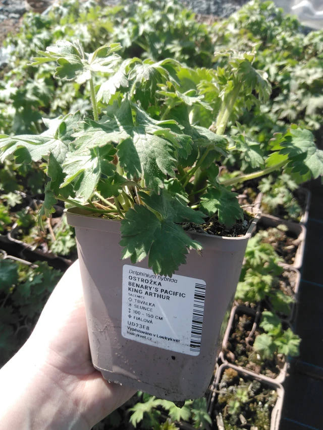 Delphinium Benary’s Pacific King Arthur - 3. 4. 2025