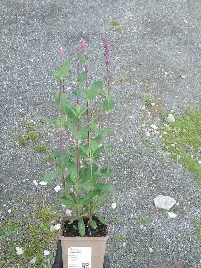 Šalvěj hajní Caradonna - 4. 8. 2025