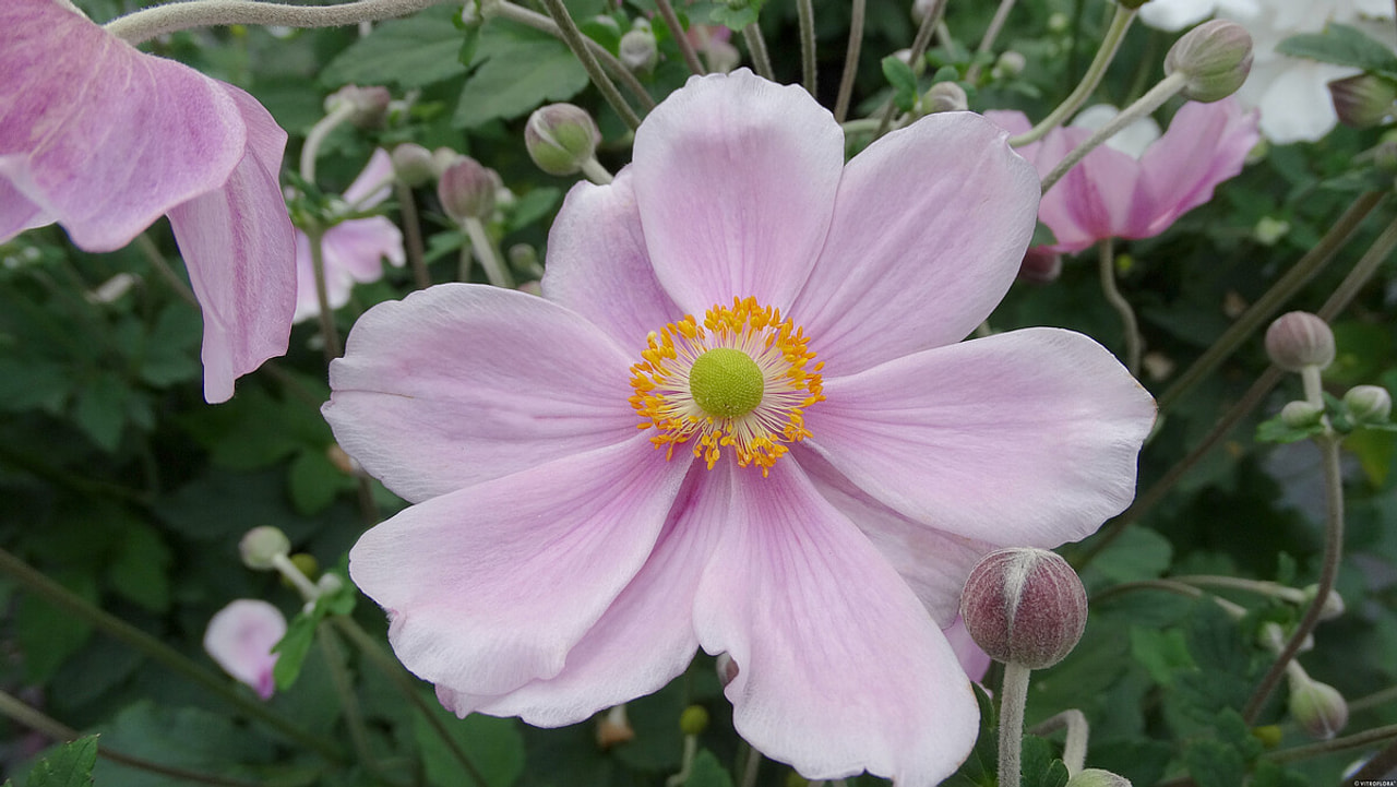 Sasanka japonská Lorelei, Loukykvět