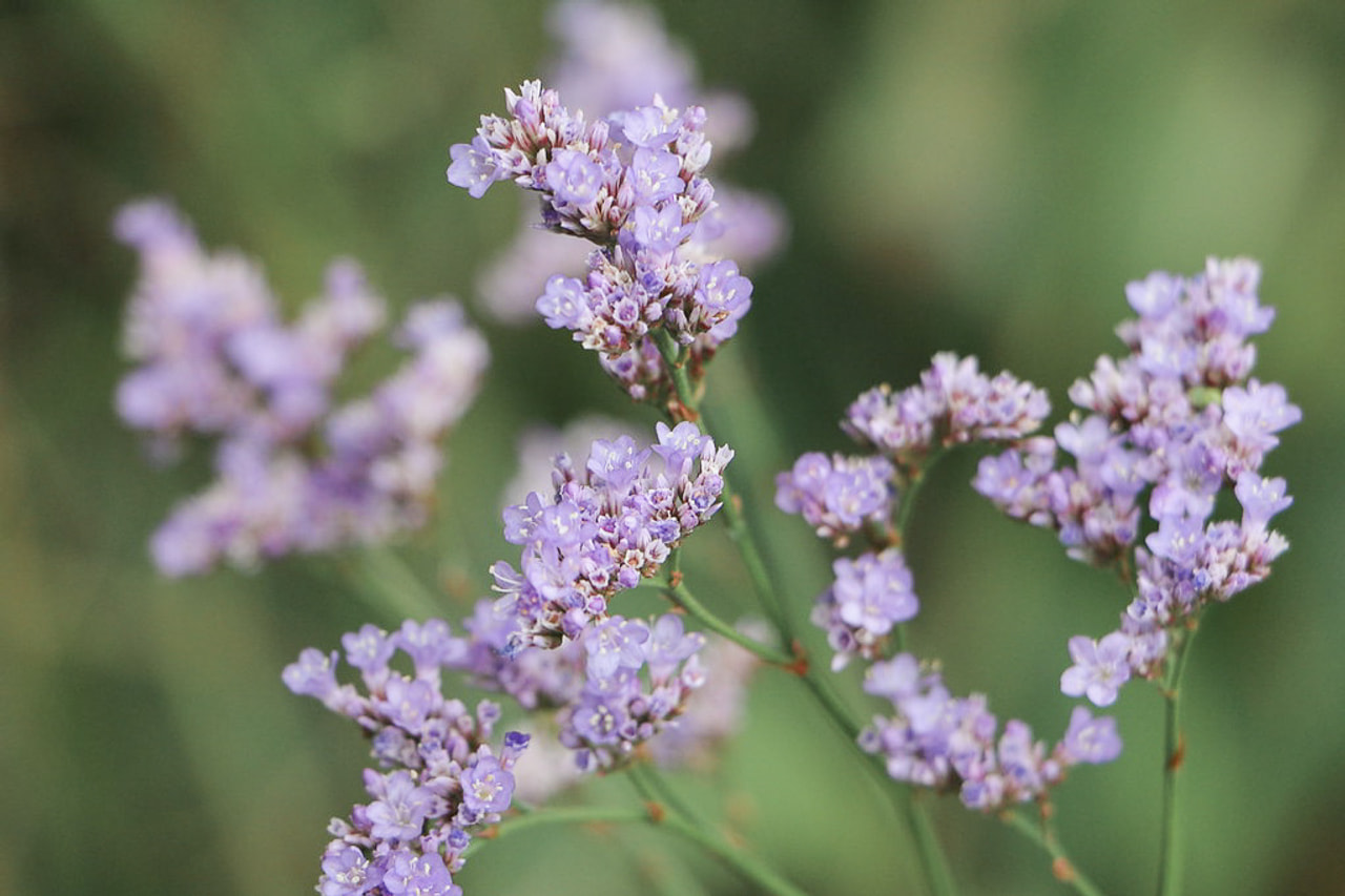 Statice latifolium, Loukykvět