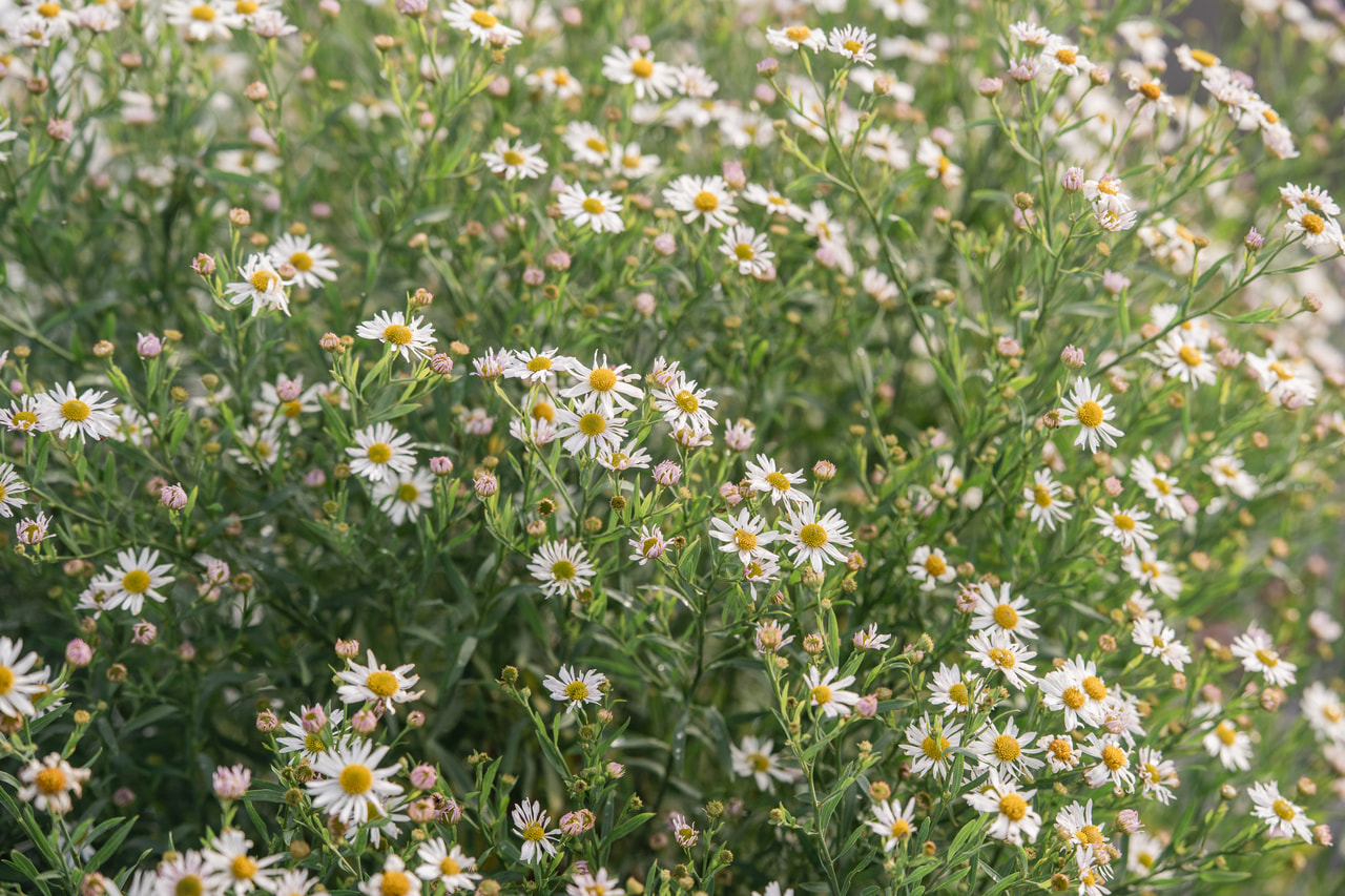 Boltonia Snowbank, Loukykvět