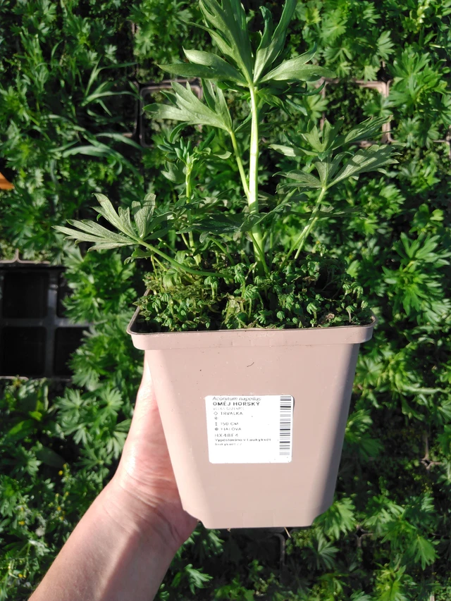 Oměj horský - 2024