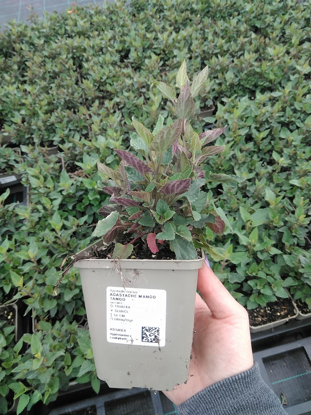 Iisoppi Mango Tango - 9. 6. 2025