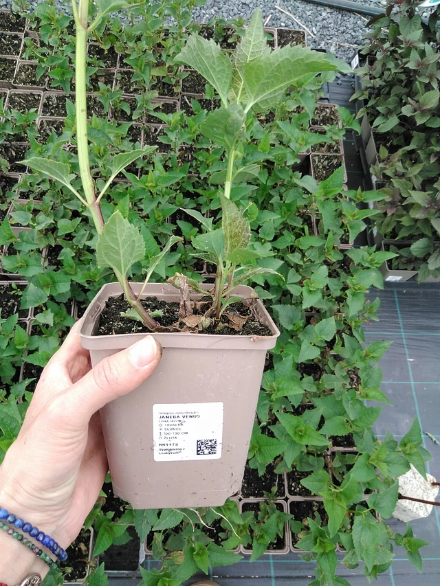 Coreopsis Bleeding Hearts - 9. 6. 2025