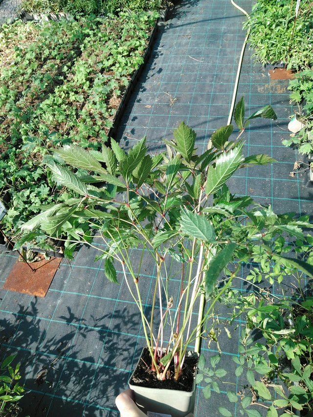 Astilbe Erika - 19. 8. 2025