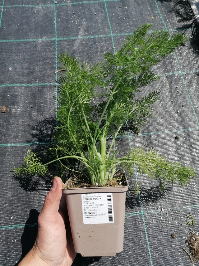 Common fennel - 2024