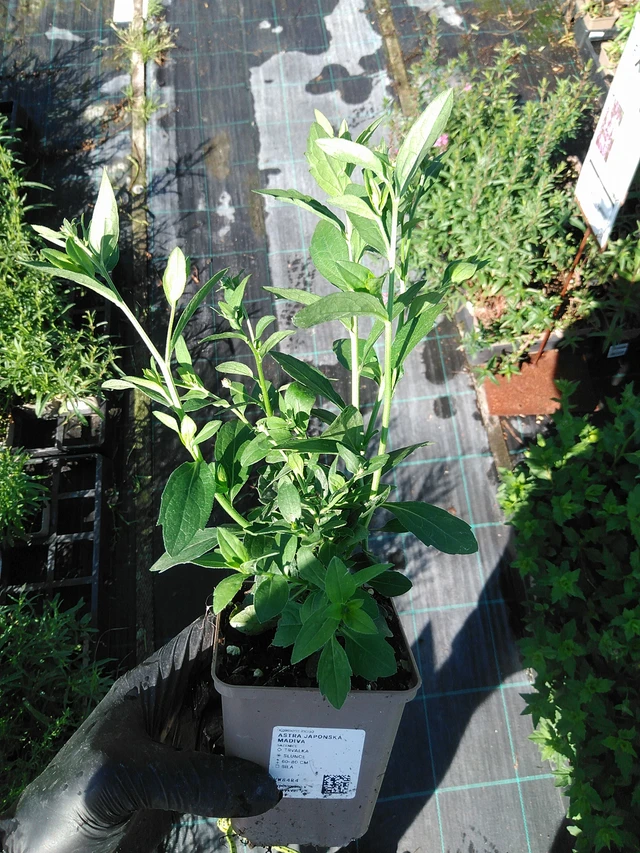Aster japonés Madiva - 19. 8. 2025