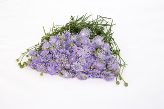 Didiscus Lavender Blue, Loukykvět