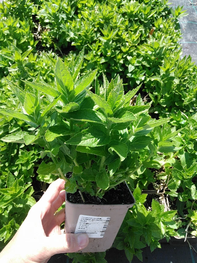 Kellokukka bělokvětý Alba - 13. 5. 2025