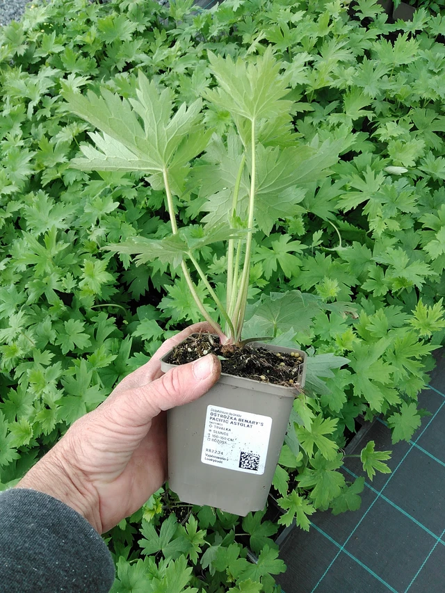 Espuela de caballero Benary’s Pacific Astolat - 9. 6. 2025