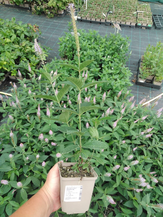 Veronica Adoration - 2024