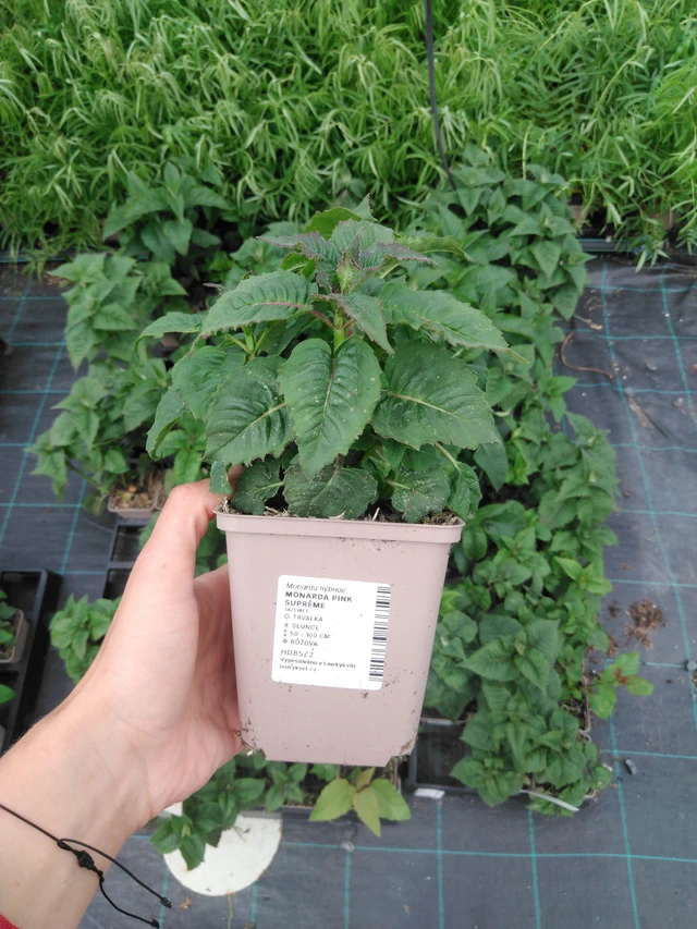 Monarda Pink Suprême - 2024