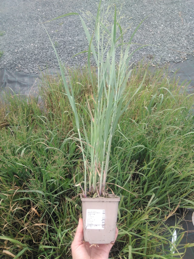 Mijo Strictum - 2024