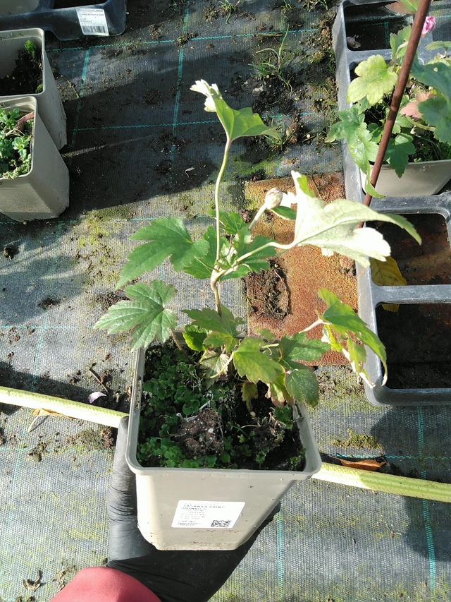 Anemone Prinz Heinrich - 31. 10. 2025