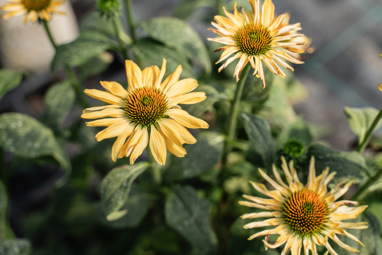 Echinacea Aloha, Loukykvět
