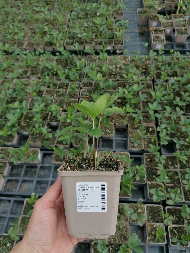 Čemeřice Double Ellen White - 2024